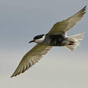 Whiskered Tern