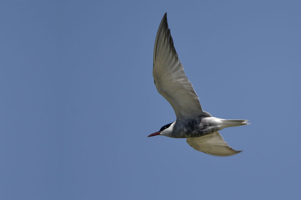 Whiskered Tern, Flight