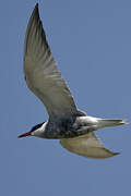 Whiskered Tern