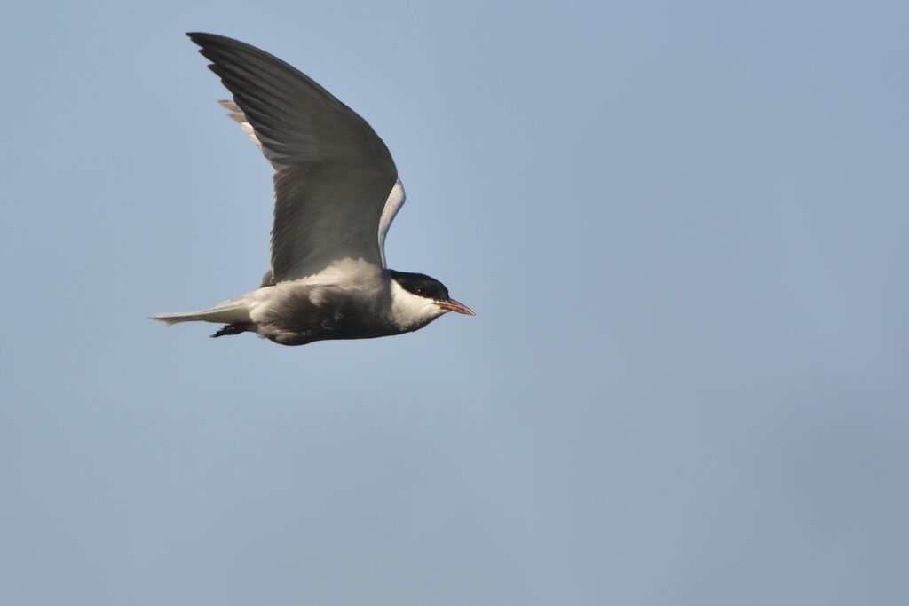 Whiskered Ternadult breeding, Flight