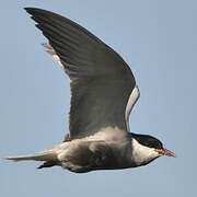 Whiskered Tern