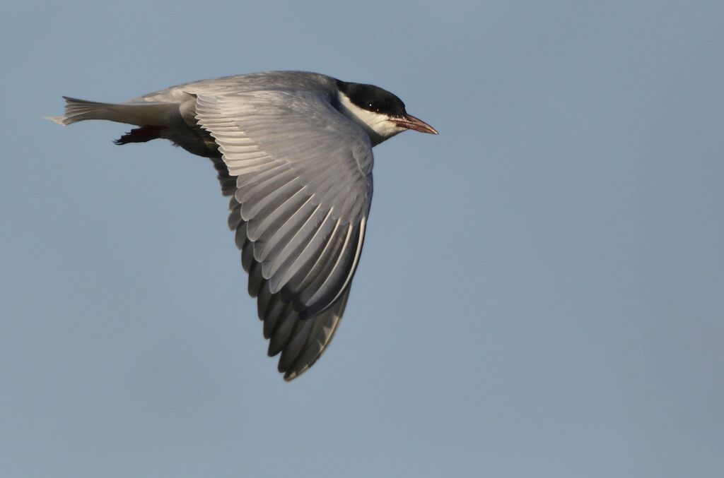 Whiskered Ternadult breeding, Flight