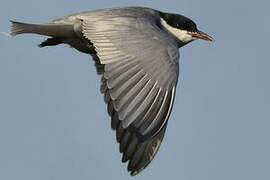 Whiskered Tern