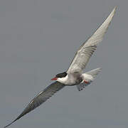 Whiskered Tern