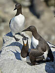 Guillemot de Troïl