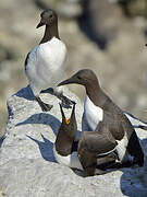 Common Murre