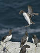 Guillemot de Troïl