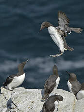 Guillemot de Troïl