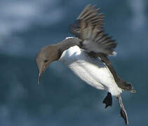 Common Murre