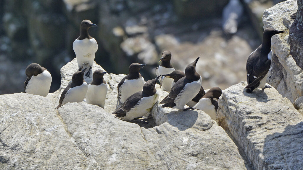 Guillemot de Troïladulte nuptial, régime