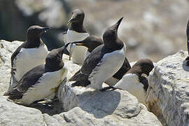 Common Murre