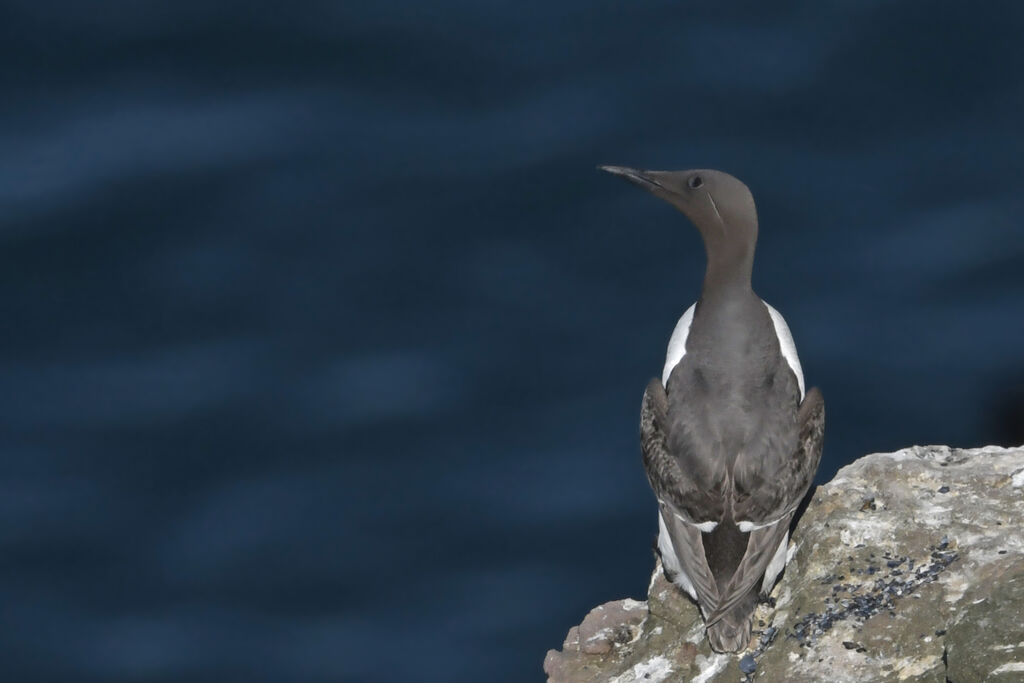 Guillemot de Troïladulte, identification