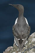 Common Murre