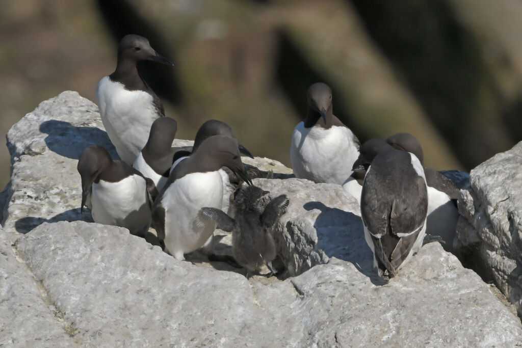 Common Murre