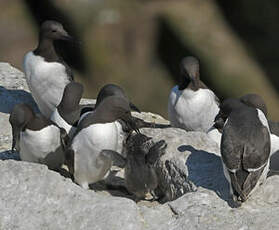 Guillemot de Troïl