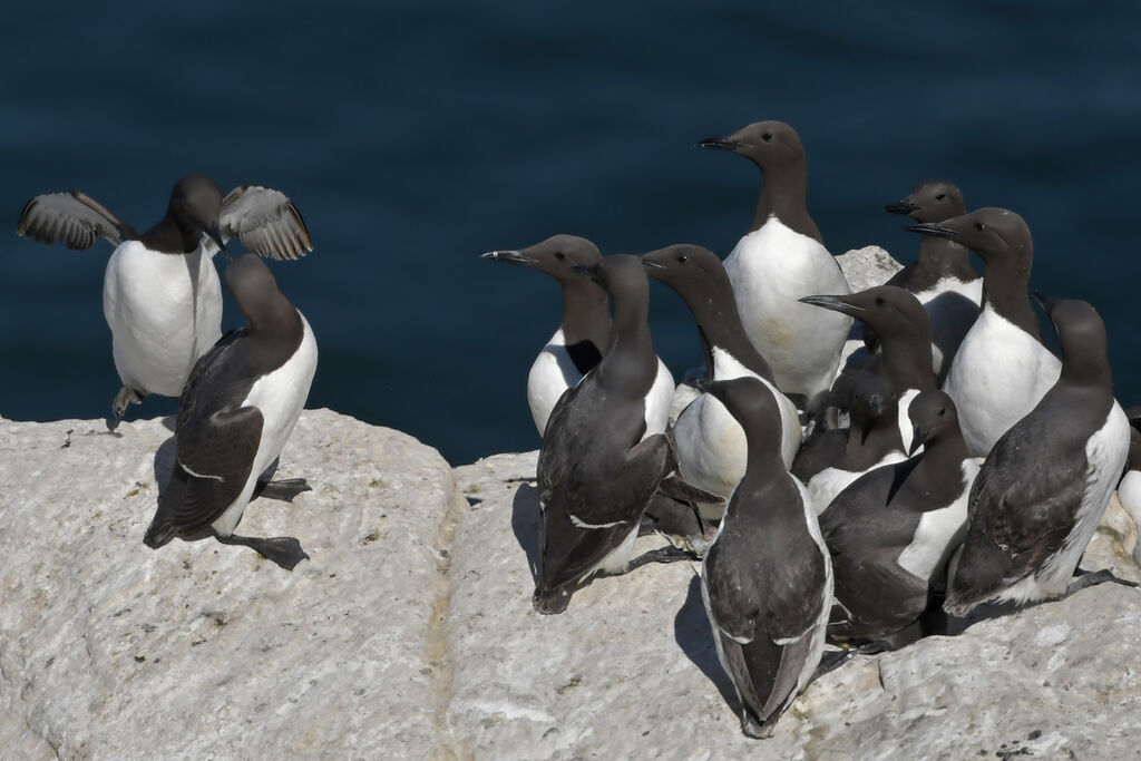 Guillemot de Troïladulte nuptial