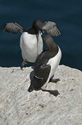 Guillemot de Troïl