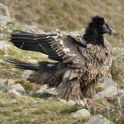 Bearded Vulture