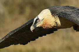 Bearded Vulture