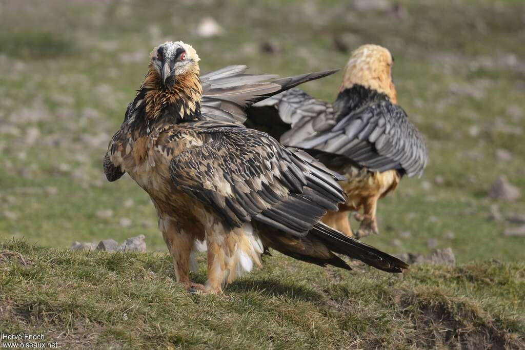 Bearded Vulturesubadult, identification