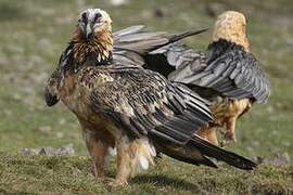 Bearded Vulture