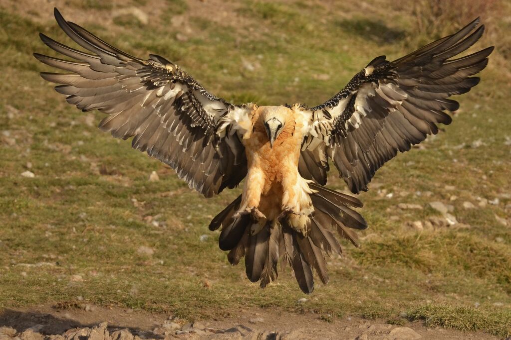 Bearded Vultureadult, Flight