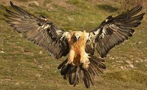 Bearded Vulture