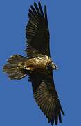 Bearded Vulture