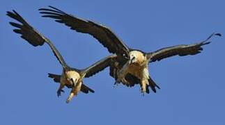 Bearded Vulture