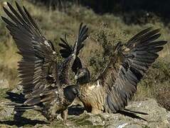 Bearded Vulture