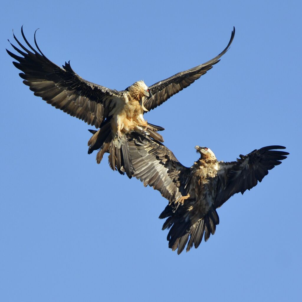 Bearded Vulture