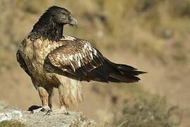 Bearded Vulture