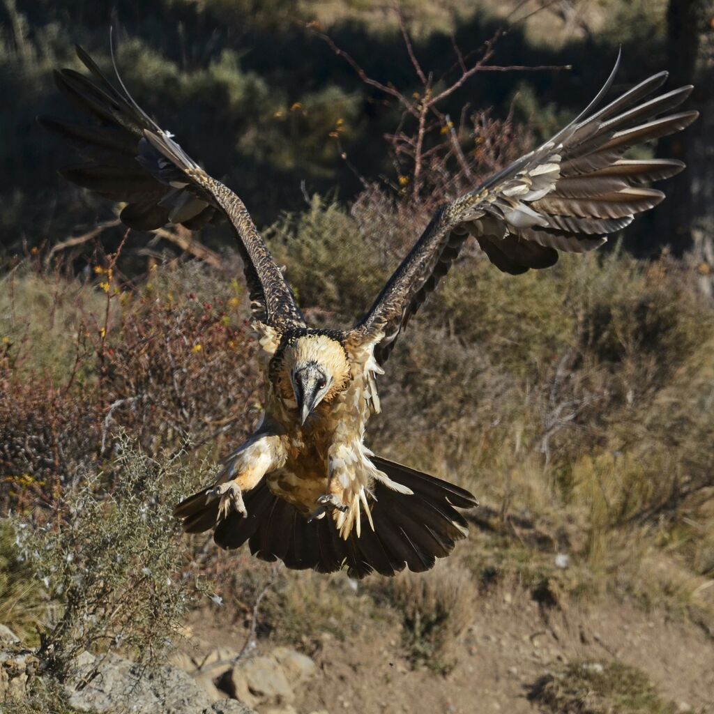 Bearded Vulturesubadult