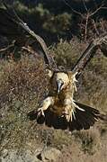 Bearded Vulture