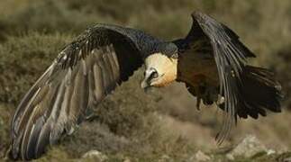 Bearded Vulture