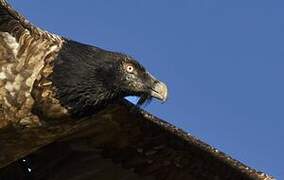 Bearded Vulture