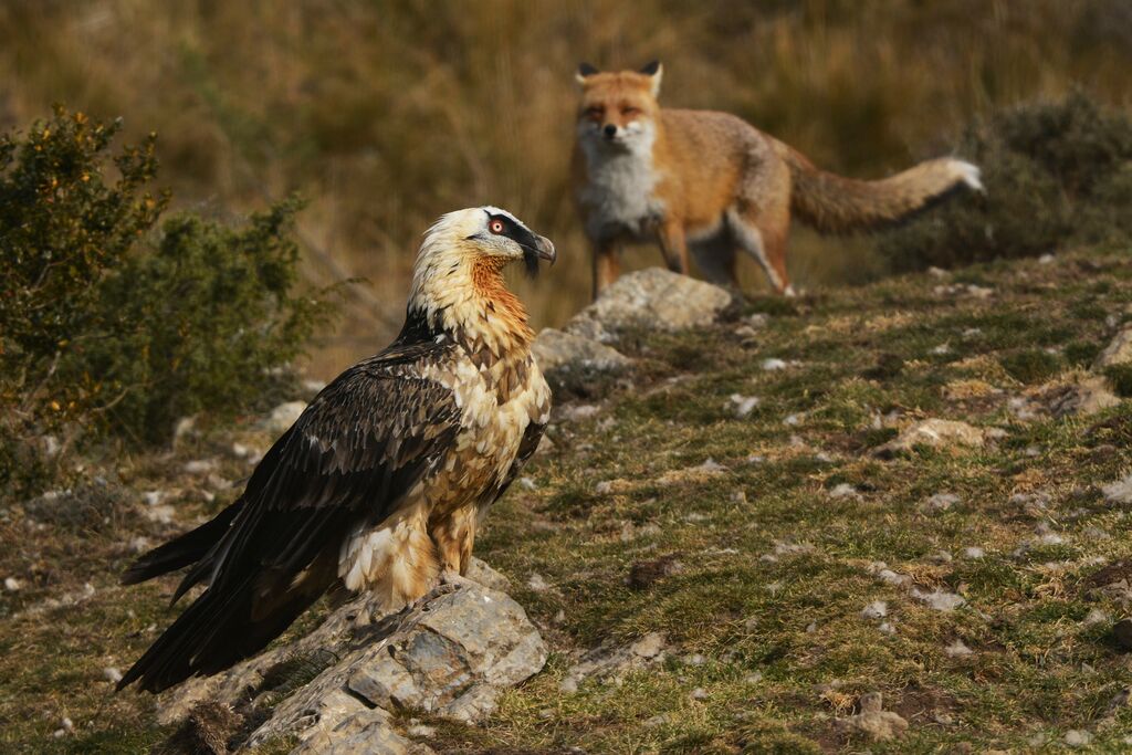 Bearded Vulturesubadult, identification