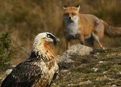 Bearded Vulture