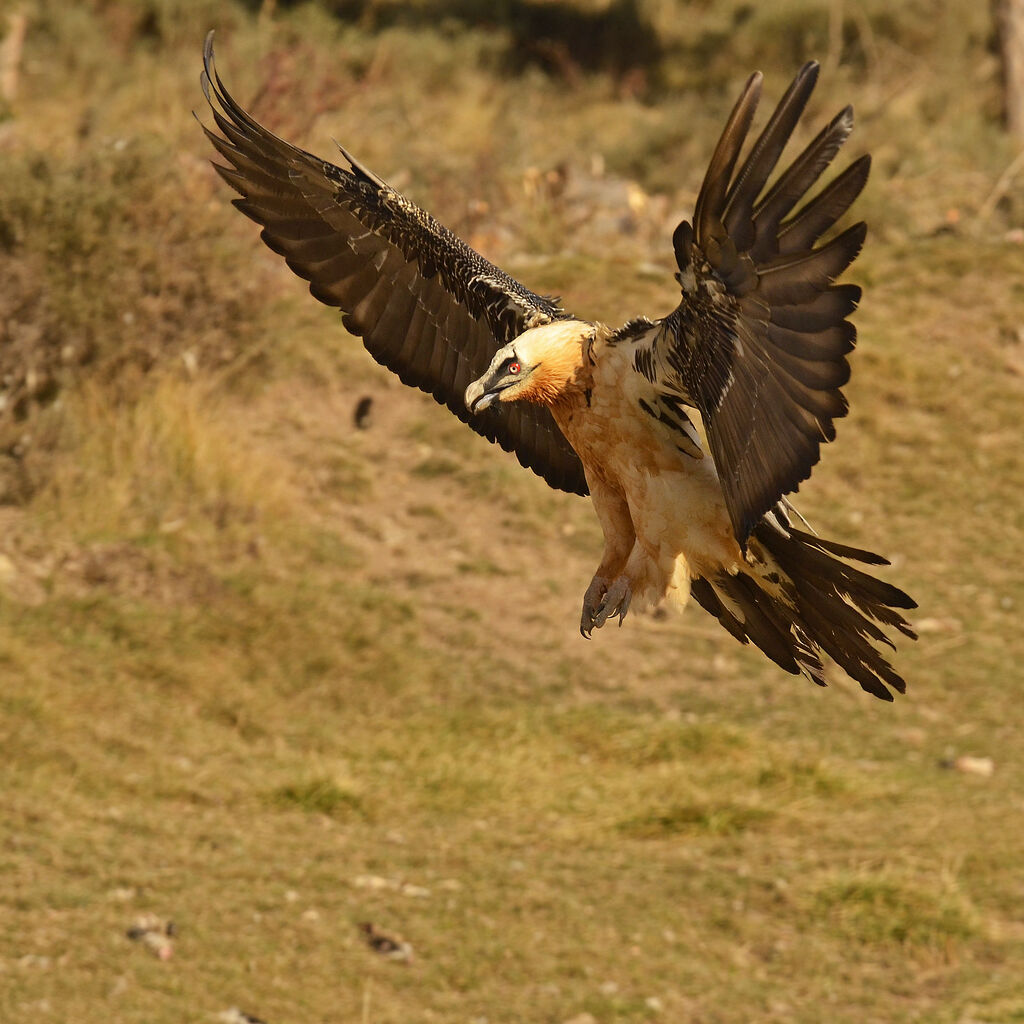 Bearded Vultureadult, Flight