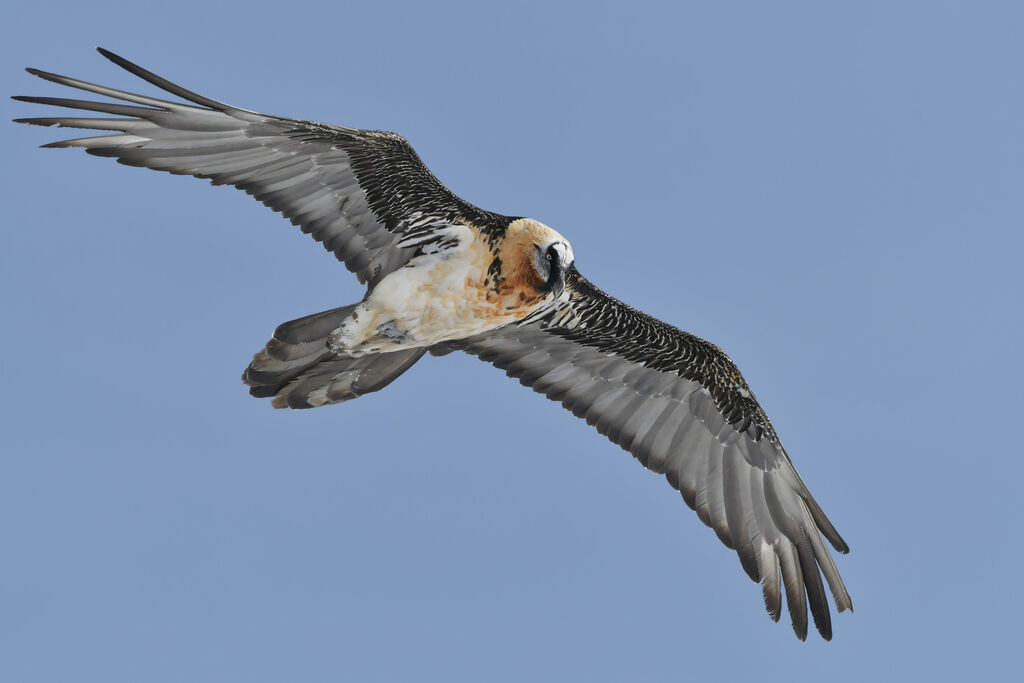 Bearded Vultureadult, Flight