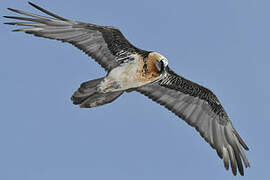 Bearded Vulture