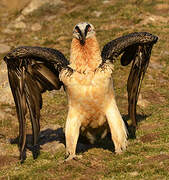 Bearded Vulture