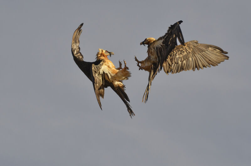 Bearded Vulture, Behaviour