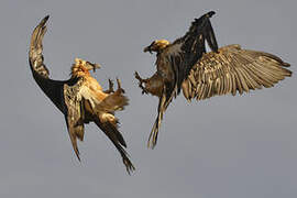 Bearded Vulture