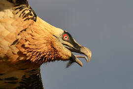 Bearded Vulture