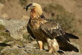 Bearded Vulture