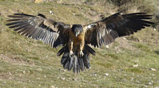 Bearded Vulture