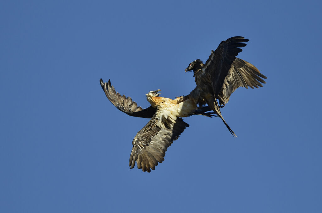 Bearded Vulture, Behaviour