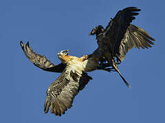 Bearded Vulture