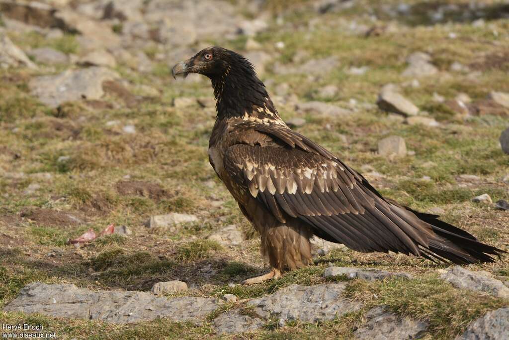 Gypaète barbuimmature, identification